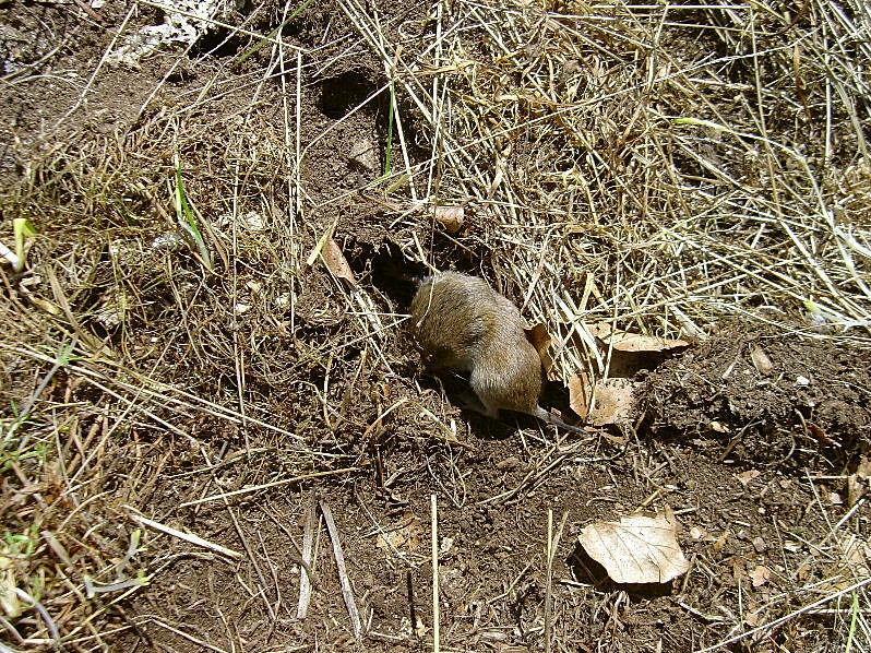 Microtus savii